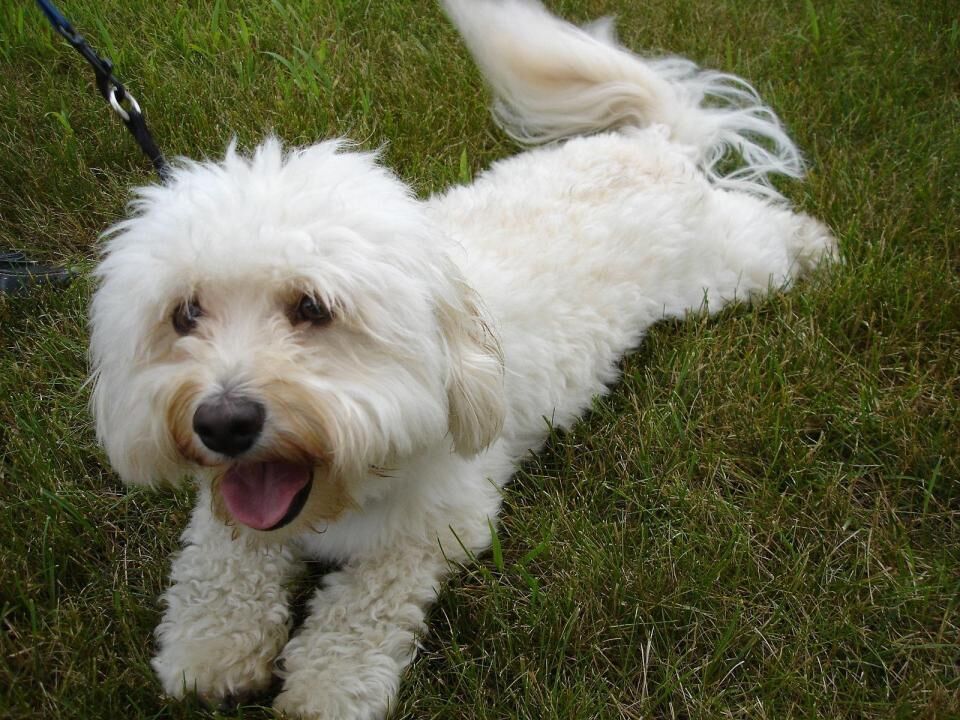 #10. Havanese